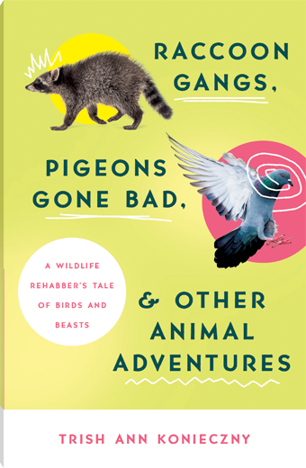 Raccoon Gangs, Pigeons Gone Bad, and Other Animal Adventures