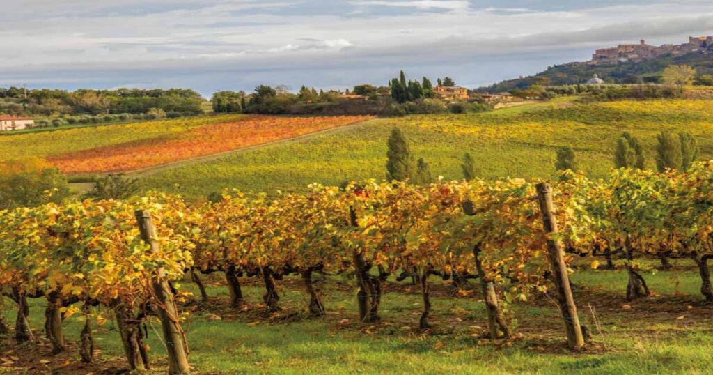 Rows of grapevines yield fruit in a vineyard.