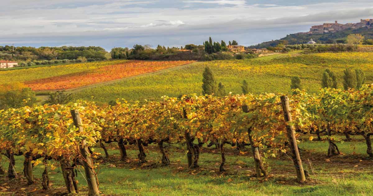 Rows of grapevines yield fruit in a vineyard.