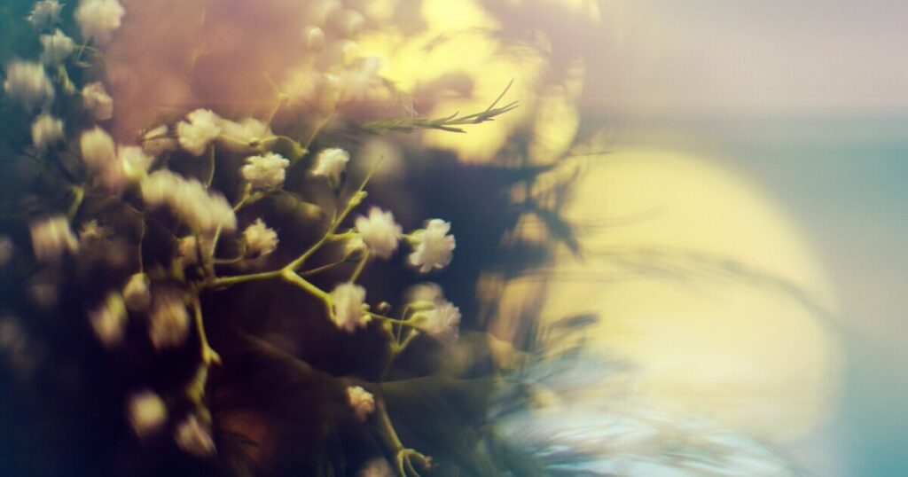 White flowers in soft, blurred, comforting light