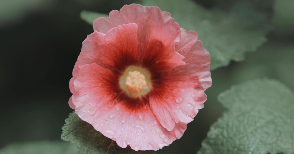 Close-up view of reddish-pink rose with dew and a leafy background